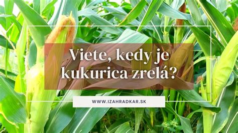 Ukazovatele mliečnej línie pre silážnu zrelosť kukurice