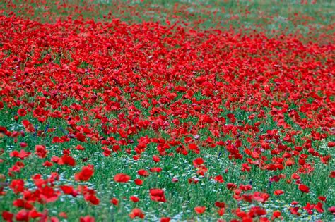 Makové pole
