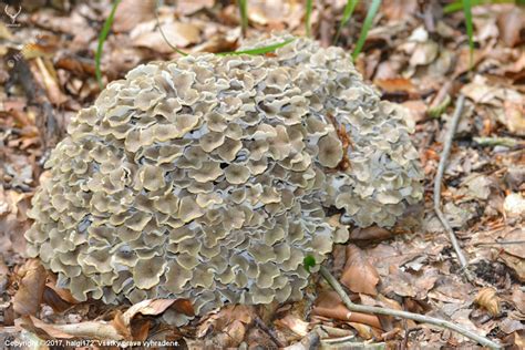 Barania hlava (Polyporus umbellatus)