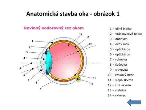anatómia ľudského oka