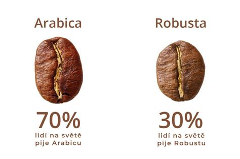 Druhy kávy Arabika a Robusta