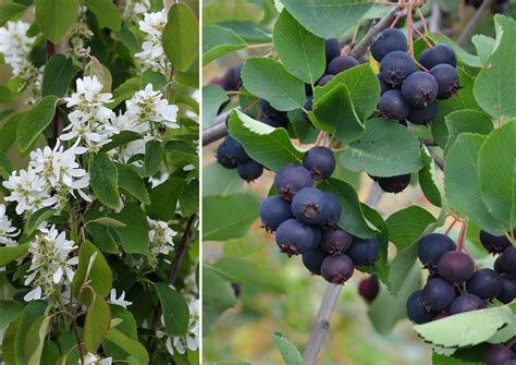 Muchovník Amelanchier alnifolia Saskatoon Berry - ilustračné foto kríka