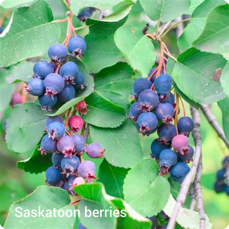 Zber plodov Saskatoon Berry