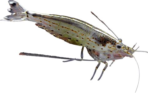 Riasožravá krevetka Caridina Japonica