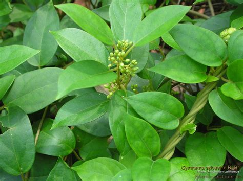 Ilustrácia rastliny Gurmar (Gymnema sylvestre)