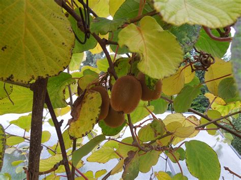 Konštrukcia na pestovanie kiwi