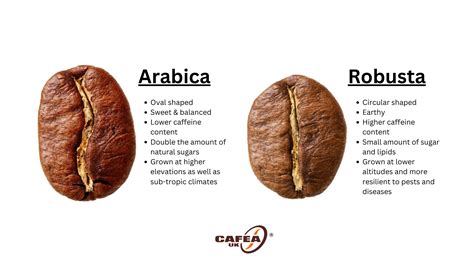 Porovnanie zŕn Arabica a Robusta
