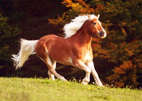 Portrét koňa plemena Haflinger s charakteristickou svetlou hrivou a gaštanovou srsťou