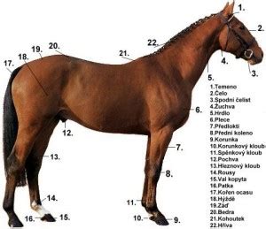 Schéma s vyznačením výšky a stavby tela koňa Haflinger