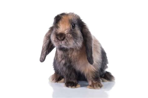 Fotografia králika Mini Lop s charakteristickými ovisnutými ušami