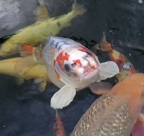 Human-faced Carp