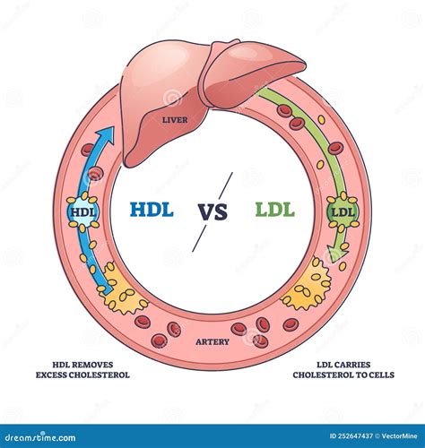 Schéma: LDL a HDL cholesterol v cievach