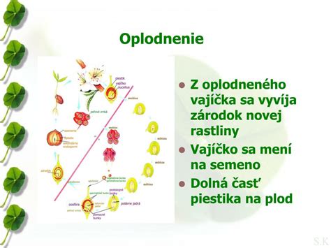 Schéma akvária pre rozmnožovanie bojovníc s umiestnením rastlín a úkrytov