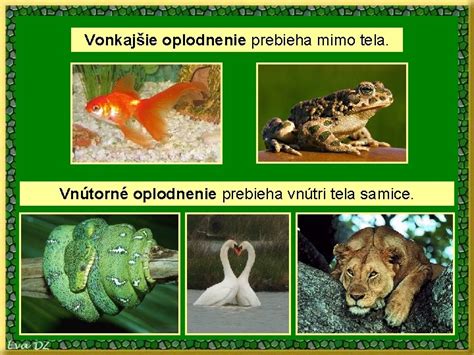 Rôzne typy reprodukcie u rýb (napr. vonkajšie oplodnenie, živorodosť)