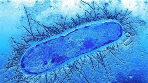 Baktéria Listeria monocytogenes pod mikroskopom