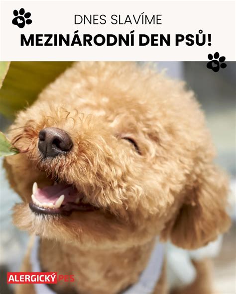 Alergický pes