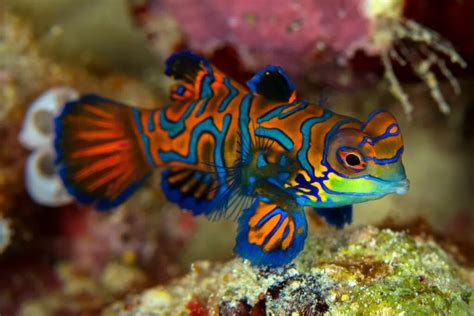 Mandarínková ryba (Synchiropus splendidus) v koralovom útese