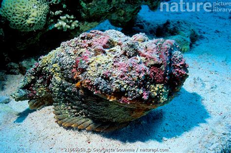 Jedovatá synanceja (stonefish)