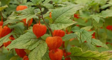 Ovocie physalis