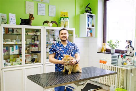 Veterinár vyšetruje mačku