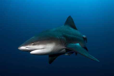 Hlbokomorský žralok