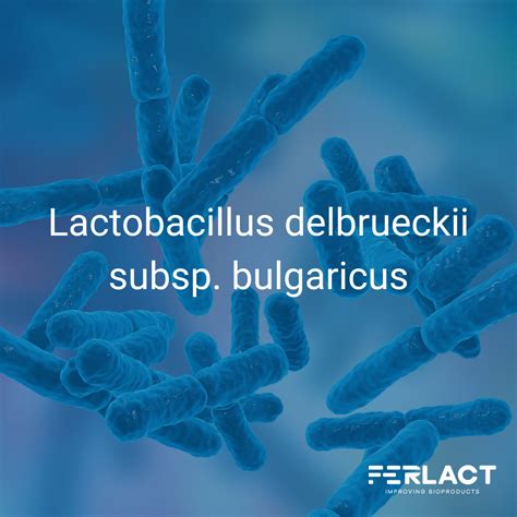 Infografika: Rozdiely medzi Lactobacillus bulgaricus a inými probiotickými baktériami