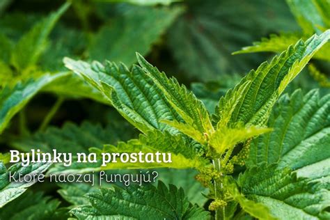 Bylinky podporujúce zdravie prostaty