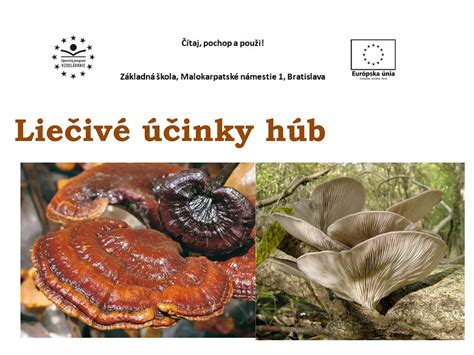 Infografika: Liečivé účinky chmeľu