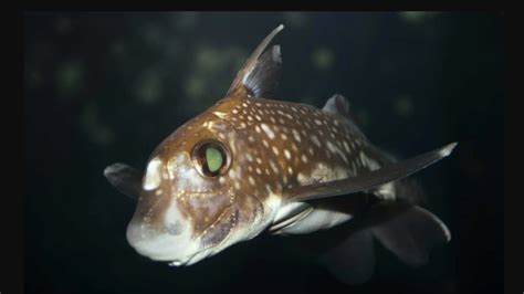 Ilustrácia adaptácií hlbokomorských rýb