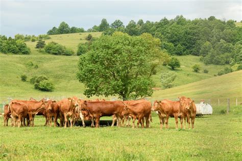 Chov hovädzieho dobytka na organickej farme