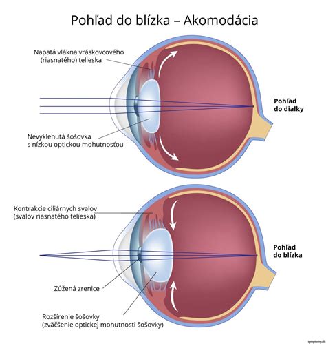 Schéma akomodácie šošovky