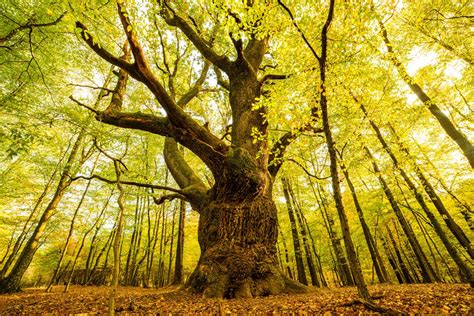 Strom rohovníka s plodmi