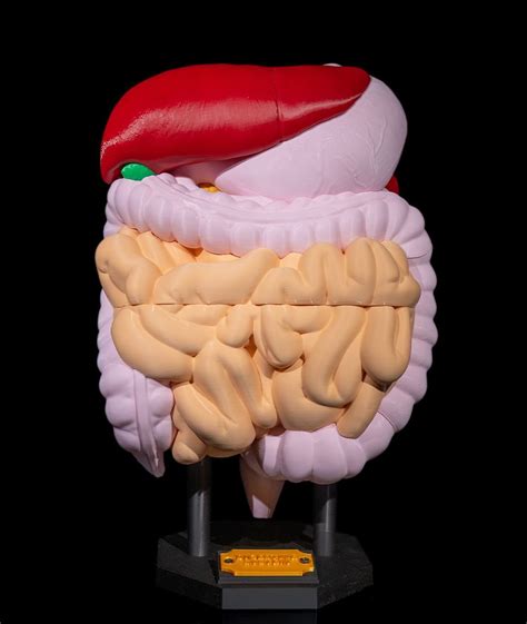 Ilustrácia znázorňujúca tráviaci systém