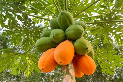 Ilustrácia papáje (Carica papaya)