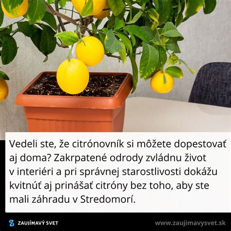 Papája v kvetináči v interiéri