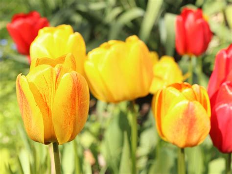 Kvitnúce narcisy a tulipány