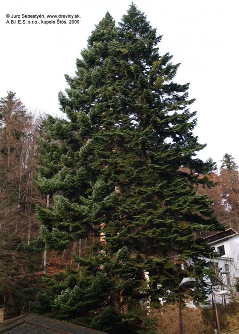 Sibirská jedľa (Abies sibirica) v prirodzenom prostredí