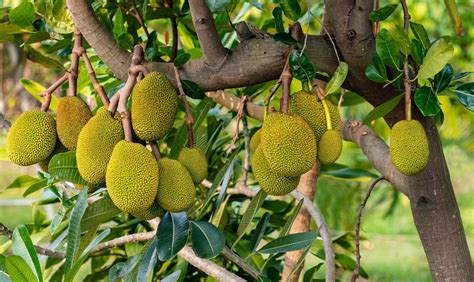 Chlebovník (Jackfruit) celý a rozrezaný