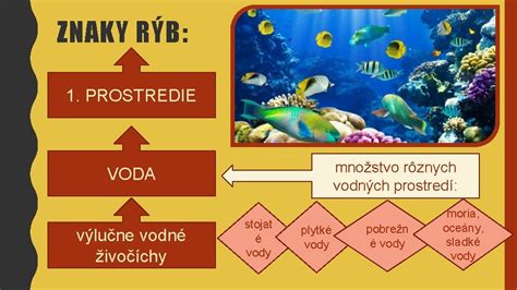 Základné rozlišovacie znaky rýb