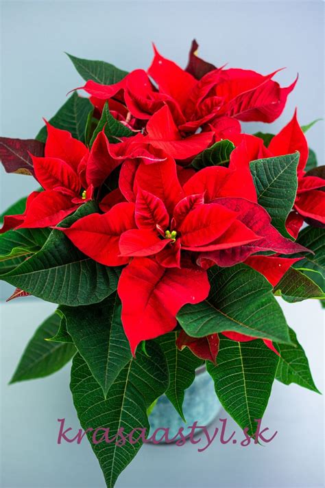 Vianočná ruža (Poinsettia) a vianočné dekorácie s hviezdami