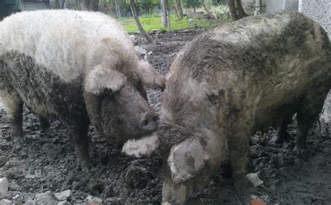 Mangalica prasiatko s kučeravou srsťou