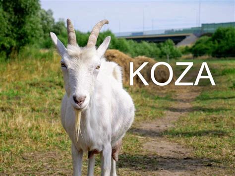 Koza na pastvine