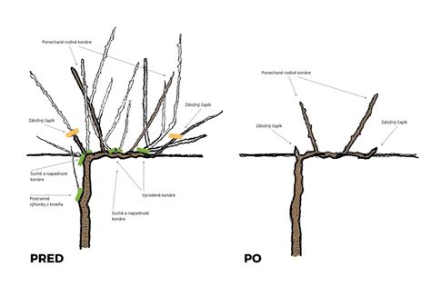 Proces orezávania viniča