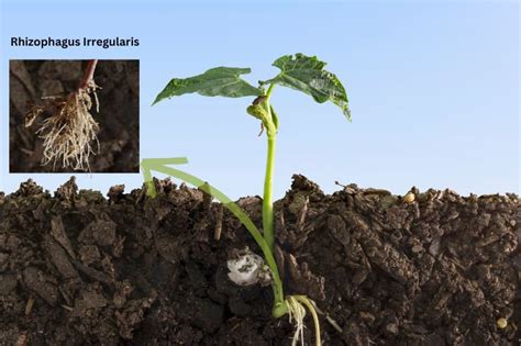 Infografika: úloha pôdnej huby Rhizophagus irregularis