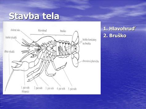 anatómia a stavba tela šťuky