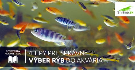 Výber akváriových rýb
