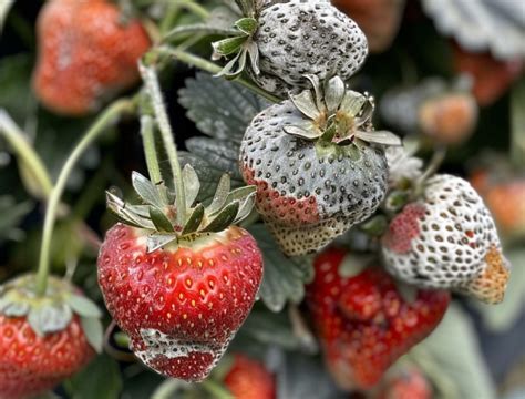 Obrázok: Príznaky pokazeného jogurtu (pleseň, nepríjemný zápach, nafúknuté viečko)