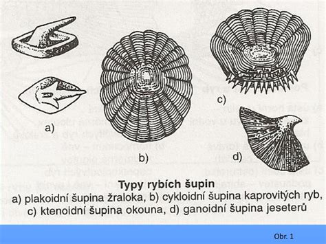 Rôzne typy rybích šupín