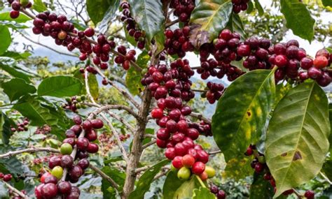 Kávové čerešne (Cascara)
