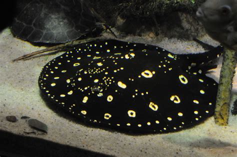 Beringraja binoculata a Potamotrygon henlei
